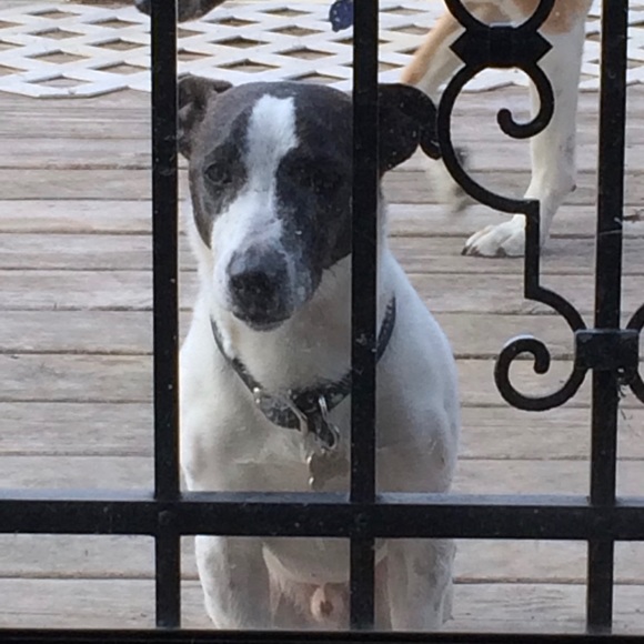 Meet your Posher, Tony - Picture 2 of 7